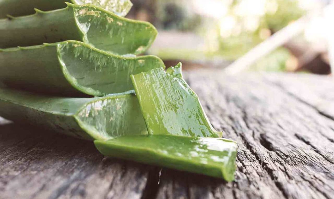 Folhas de aloé como remédio para calos!